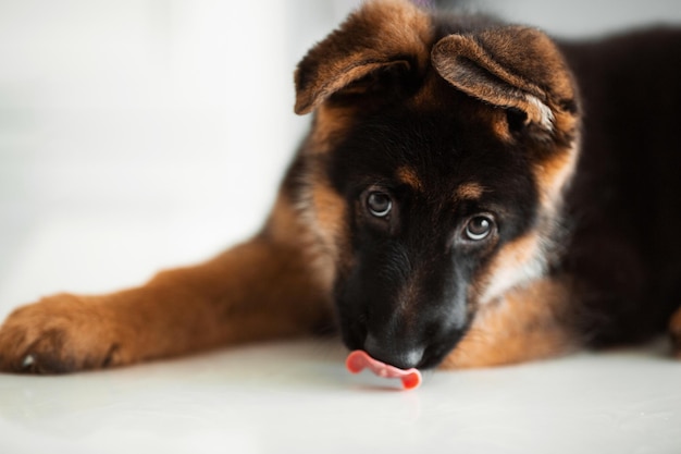 2 month german shepherd puppy at home