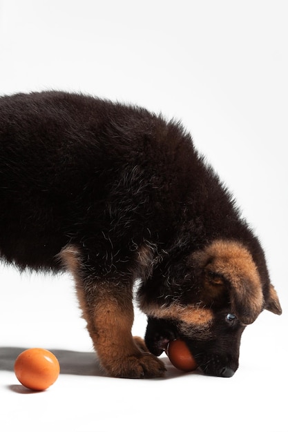 2 month german shepherd puppy plauing with eggs