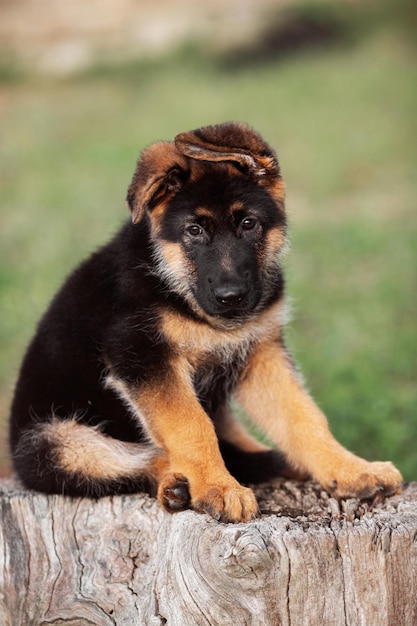 2 month german shepherd puppy seating on the stump