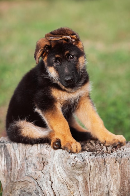 2 month german shepherd puppy seating on the stump