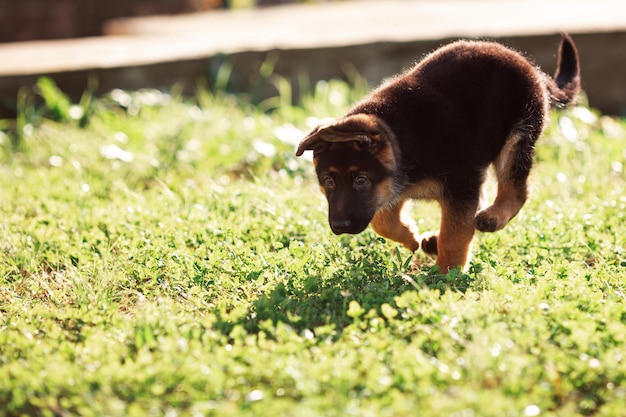 屋外を歩く 2 ヶ月のジャーマン ・ シェパードの子犬