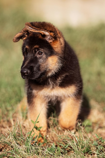 2 month german shepherd puppy walking outdoors