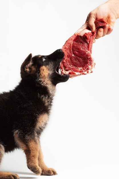 2 month puppy of german shepherd eating and playing with beef