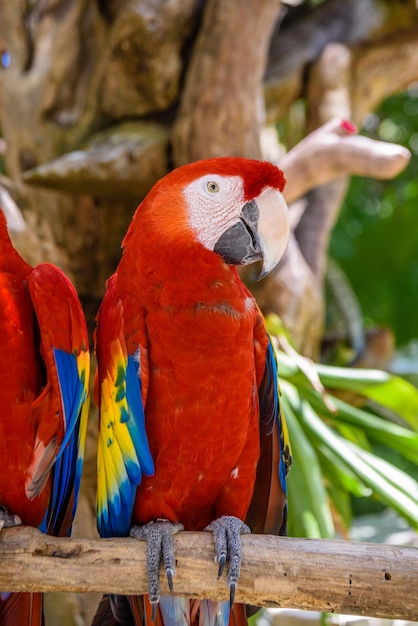 2 scarlet macaws Ara macao red yellow and blue parrots sitting on the brach in tropical forest Playa del Carmen Riviera Maya Yu atan Mexico