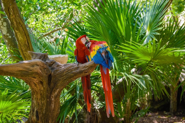 2 scharlaken ara's ara macao rood gele en blauwe papegaaien zittend op de brach in tropisch bos playa del carmen riviera maya yu atan mexico