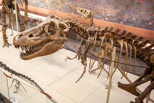 2011 2022 Moscow Russia YuA Orlov Paleontological Museum