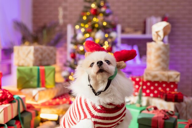 2022年の新年とクリスマスイブのコンセプトを祝う面白い衣装ポメラニアン犬は、さまざまなギフトプレゼントのフレームアレンジで立っているメガネをラップリボンボックスとクリスマスツリーライトボケ