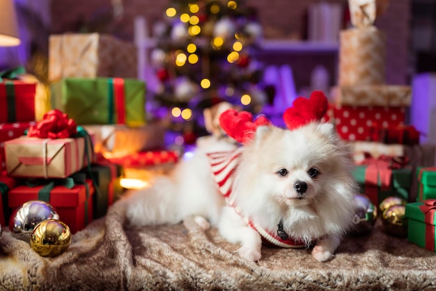 2022년 새해와 크리스마스 이브 개념을 축하하는 재미있는 의상 포메라니안 개는 안경을 쓰고 다양한 선물 선물 포장 리본 상자와 크리스마스 트리 라이트 보케를 프레임으로 배열합니다.