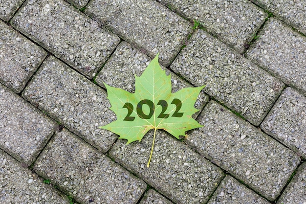 2022 Esdoornblad op de grond