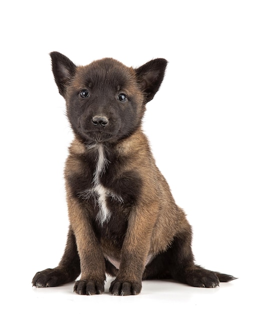 Cucciolo di pastore malinois di 25 mesi seduto