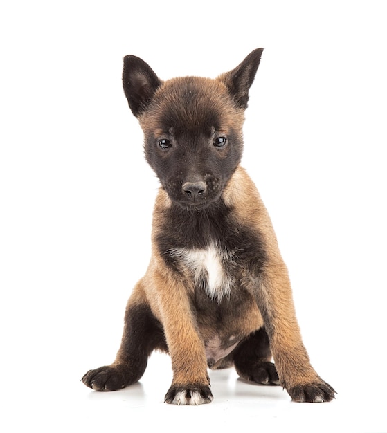 Foto cucciolo di pastore malinois di 25 mesi