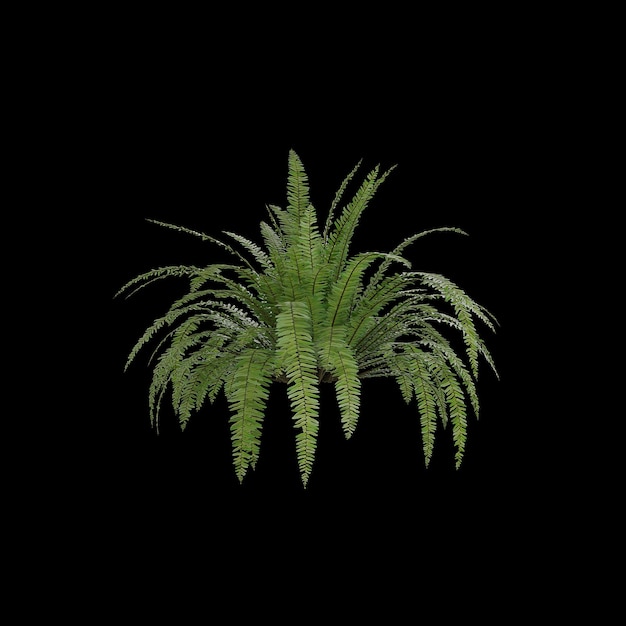 3 d rendering of a green plant isolated on a black background