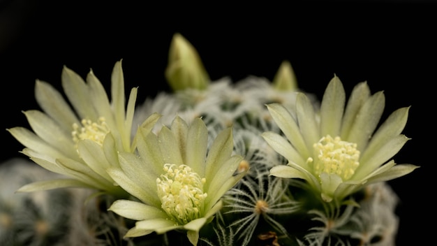 Фото 3 светло-зеленых цветка кактуса на кактусе