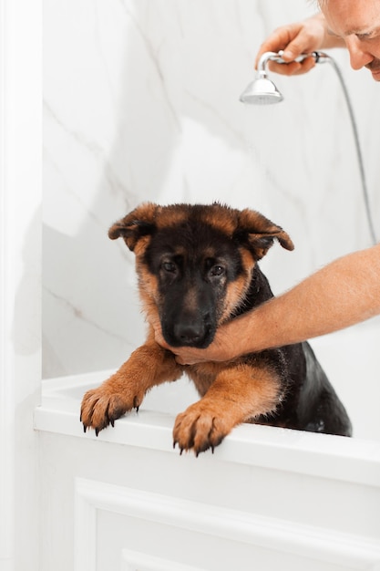 Foto cucciolo di pastore tedesco di 3 mesi che fa il bagno