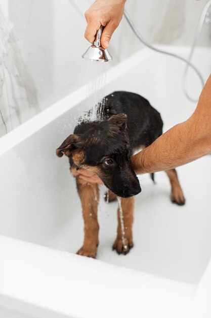 Foto cucciolo di pastore tedesco di 3 mesi che fa il bagno