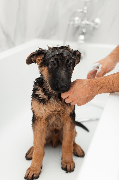 Foto cucciolo di pastore tedesco di 3 mesi che fa il bagno