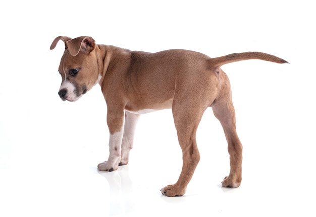 3 month old American Staffordshire Terrier  puppy isolated