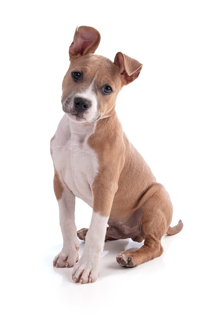 3 month old American Staffordshire Terrier  puppy isolated