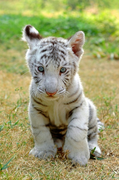 3 month white tiger in chiang mai night safari