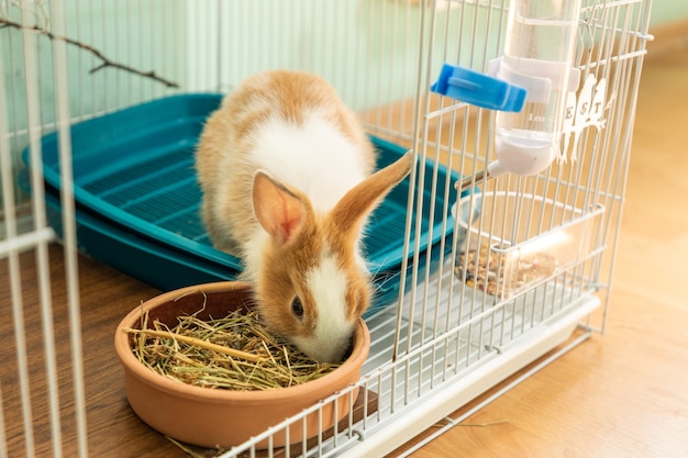 檻の中で干し草の餌を食べる生後3ヶ月のウサギ