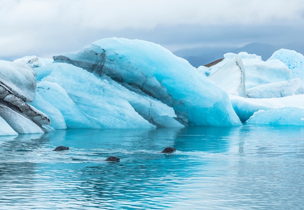 3 seals swimming in the frozen Jökulsárlón lake in August. Iceland