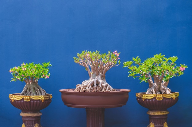 3 Woestijnroos Bonsai-bomen groeien op vintage kleipotten voor een blauwe betonnen muur