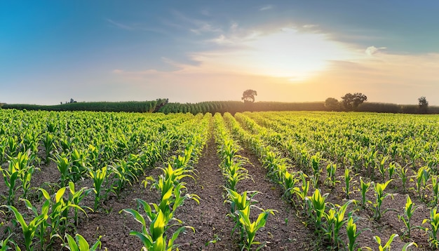 365_Panoramic view of young corn field plantation with sunrise background