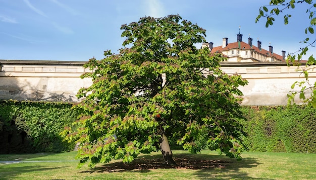 379_Horse chestnut tree in Royal Garden at Prague Castle in Prague