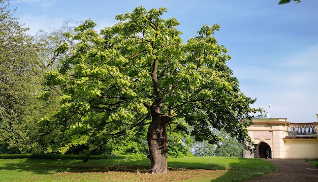 Photo 379_horse chestnut tree in royal garden at prague castle in prague