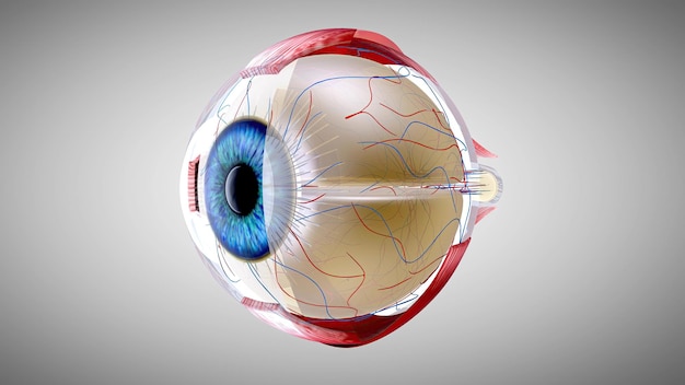 Photo 3d anatomical model of an eye