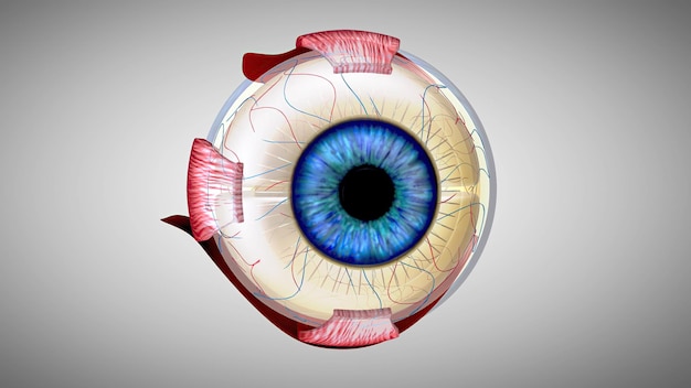 3D anatomical model of an Eye