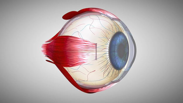 Фото 3d анатомическая модель глаза