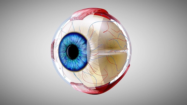 사진 눈의 3d 해부학적 모델