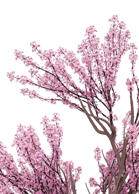 Rami di sakura in fiore 3d