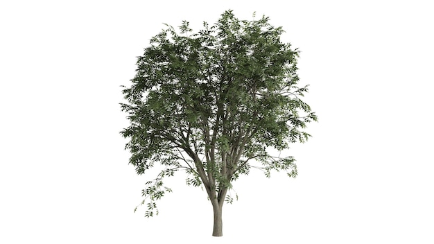 3D Bomen Achtergrondscène Wit