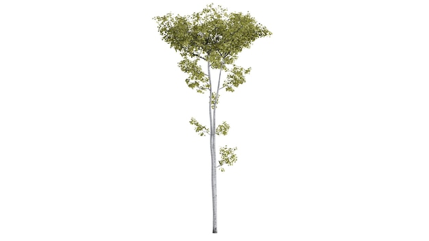 3D Bomen Achtergrondscène Wit