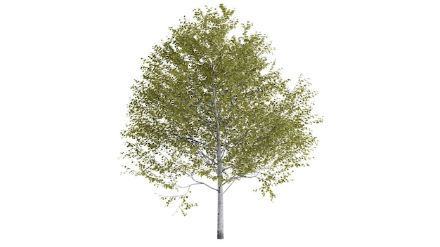 3D Bomen Achtergrondscène Wit