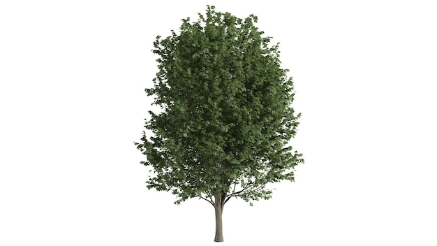 3D Bomen Achtergrondscène Wit