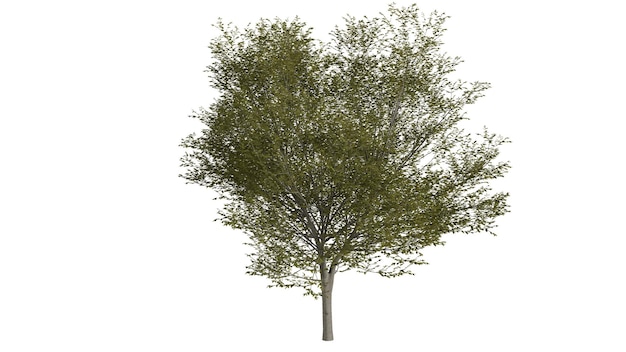 3D bomen op een witte achtergrond