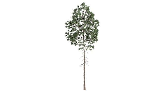 3D bomen op een witte achtergrond