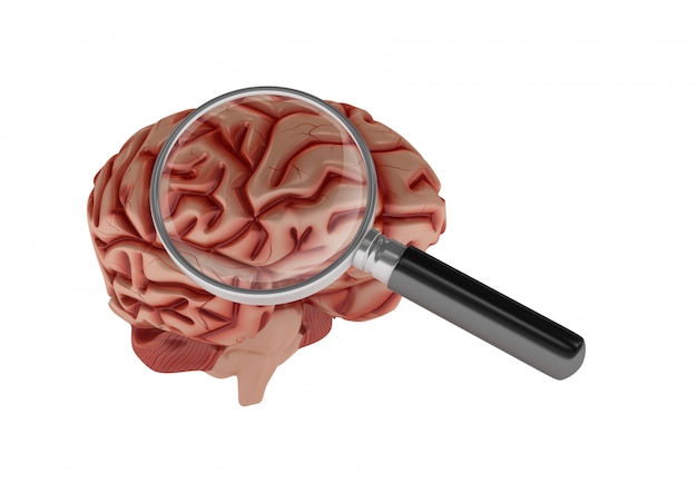 3D Cartoon Human Brain with Loupe