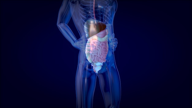 3D concept design of a digestive system