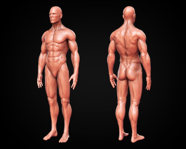 3D, Conceptuele menselijke spier, huidschaduw anatomie man voor- en achterkant, uitknippad