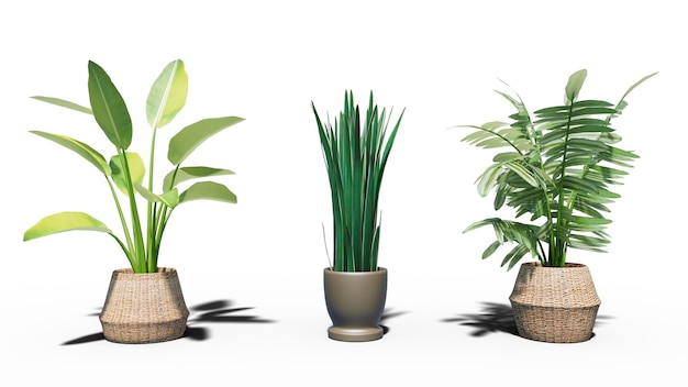 3D デジタル レンダリング 植物を白い背景に分離しクリッピングパス