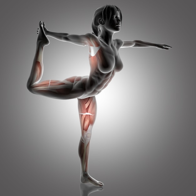 3D female figure in Lord of the Dance yoga pose with muscles used highlighted