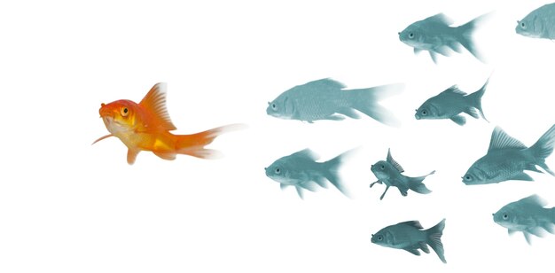 3D Goldfish against white background