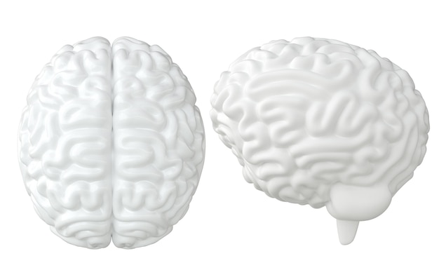 3D-hersenweergave geïsoleerd op een witte achtergrond