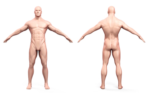 Фото 3d рендеринг человеческого тела