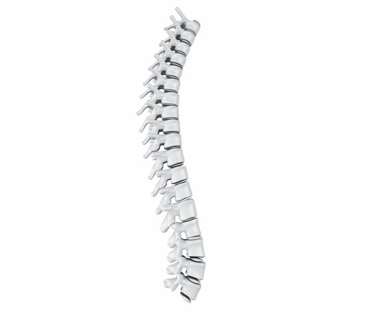 Photo 3d human spine