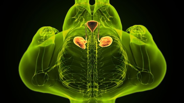 3D-illustratie Menselijk urinewegstelsel Nieren met blaasanatomie